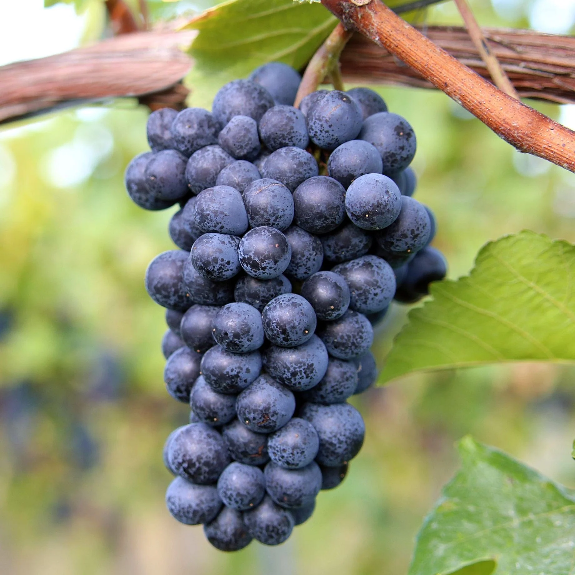 Fresh red grapes used in the MenPlus botanical blend