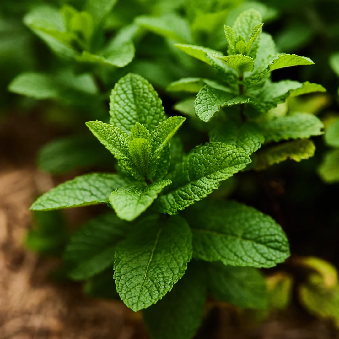 Fresh mint leaves used in H3Plus
