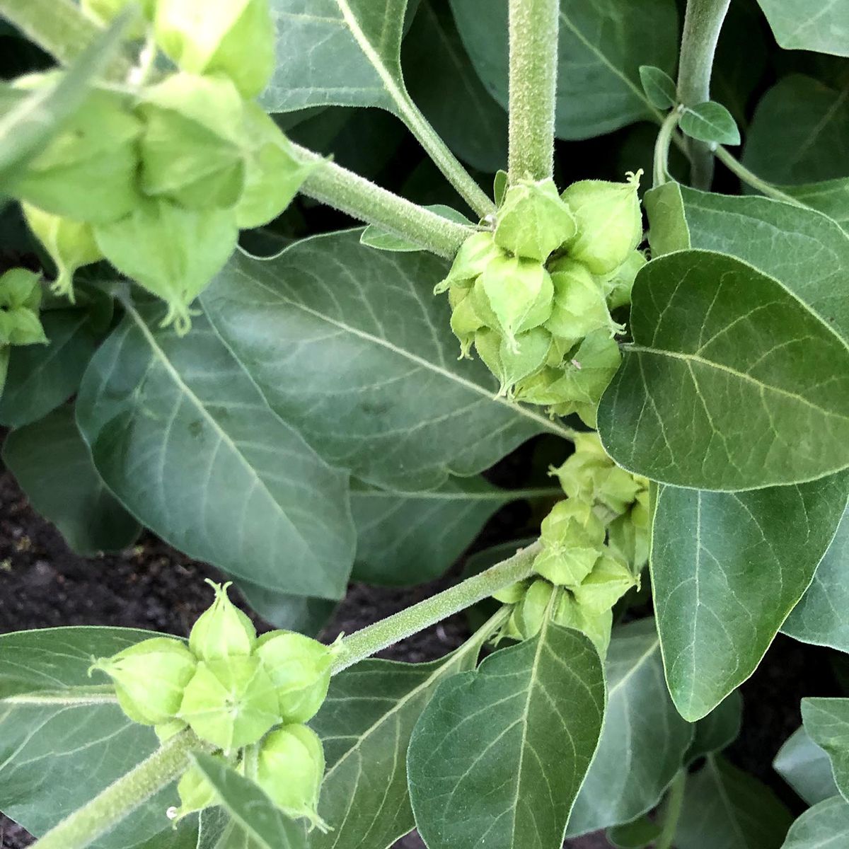 Ashwagandha root used in the MenPlus botanical blend