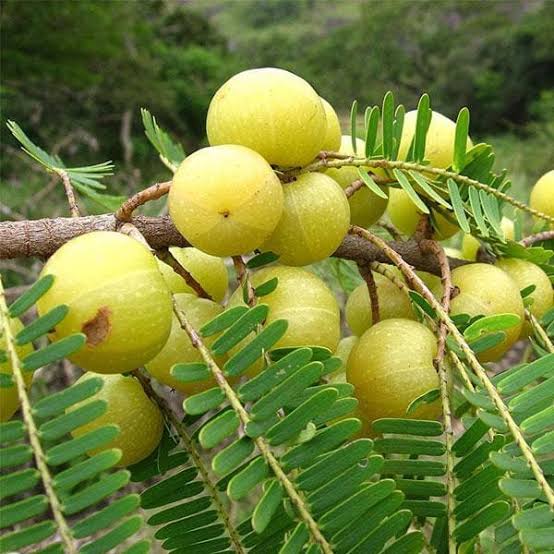 Fresh amla fruit used in the MenPlus botanical blend
